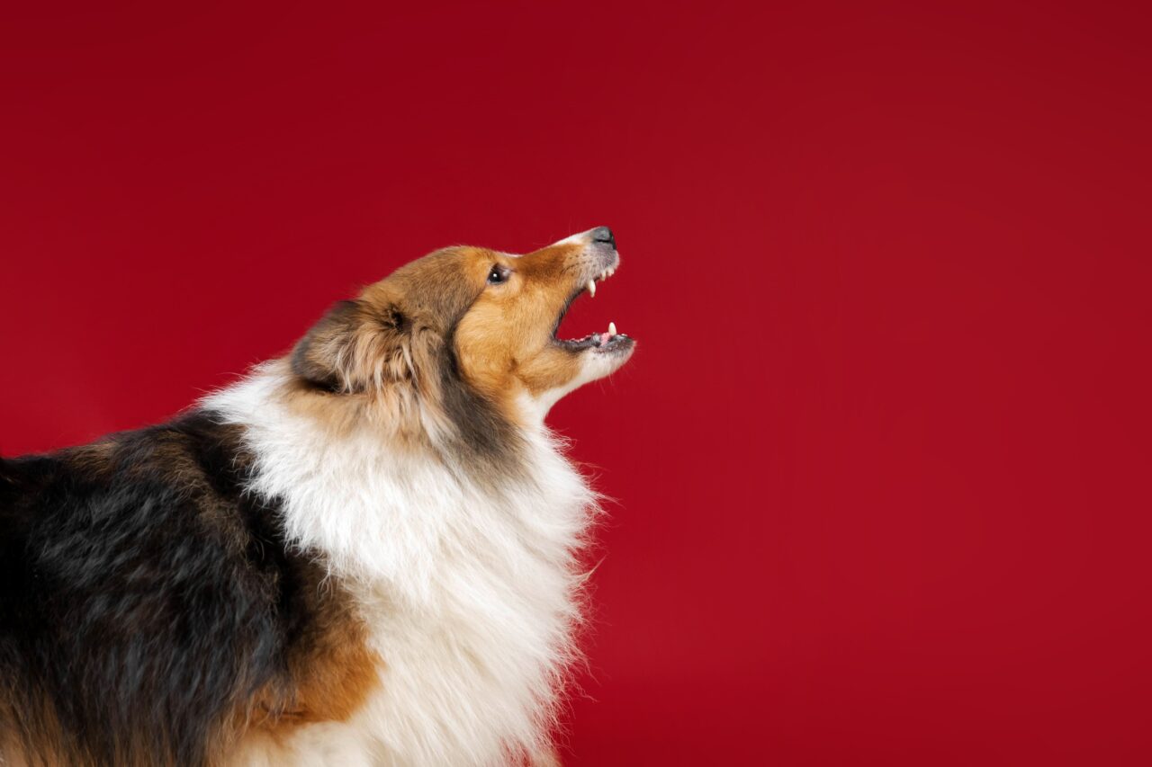 https://noguiltsafesolutions.com/wp-content/uploads/2025/02/shetland-sheepdog-barking-on-red-background-in-stu-2023-11-27-05-16-41-utc-min-1280x853.jpg